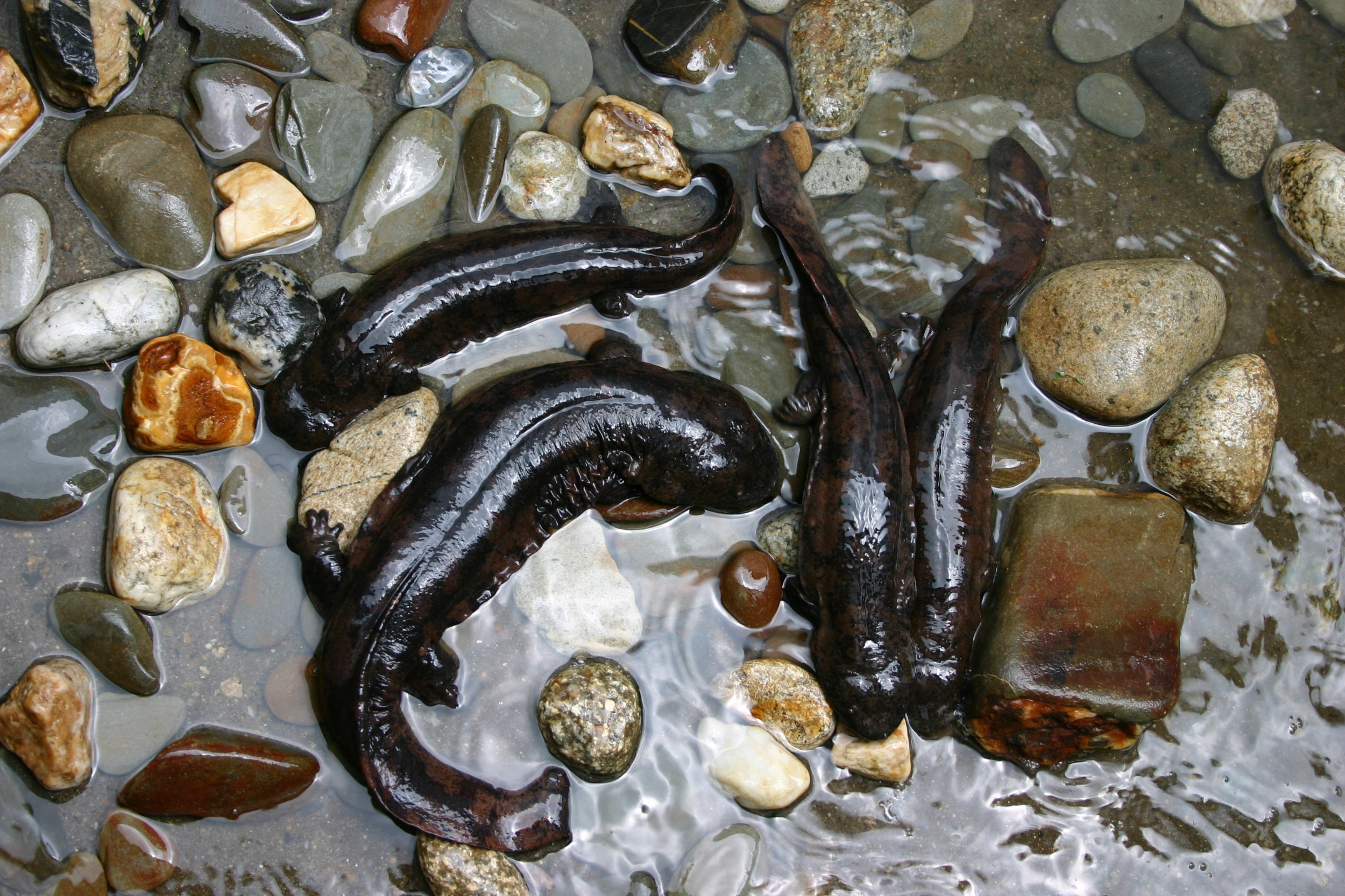 發(fā)揮示范引領(lǐng)作用，靖安加快推進(jìn)美麗河湖建設(shè)